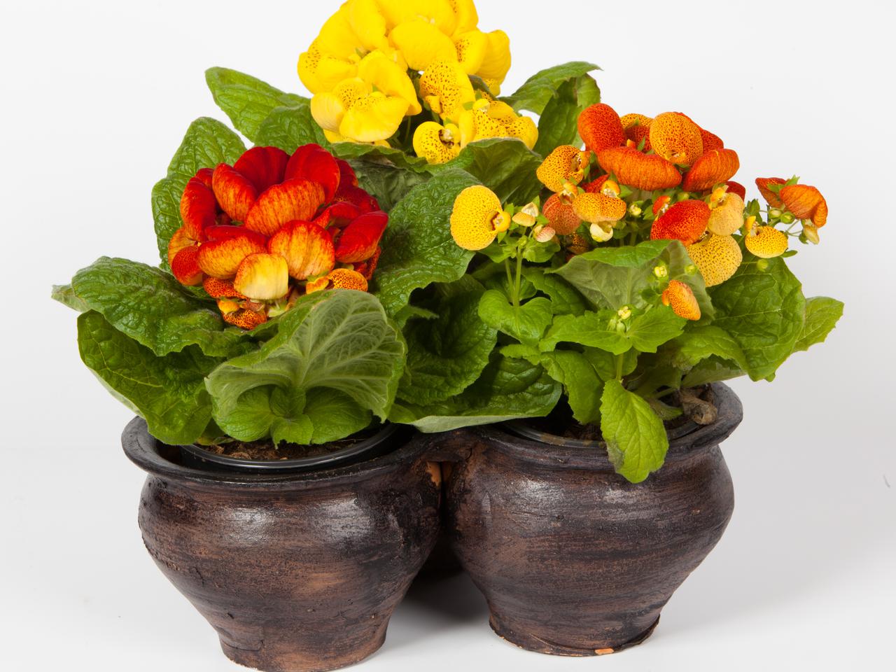 Kalceolaria = pantofelnik - Calceolaria