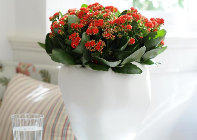 kalanchoe