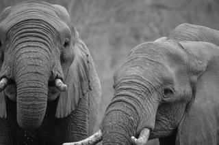 Sri Lanka: słonie umierają z powodu zatrucia! Zmarło już 20. Powód może szokować