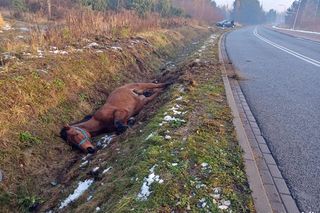 Strażacy ratowali konia. Wpadł do rowu