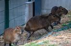 Kapibary przejmują łódzkie ZOO! Do dwóch samic dołączył samiec