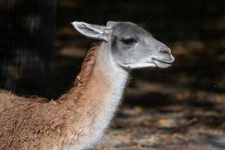 Nowi mieszkańcy Orientarium ZOO Łódź
