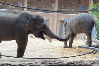 SPA dla słoni. Jak wygląda pielęgnacja mieszkańców łódzkiego ZOO?