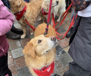 Golden Retriever WOŚP w Poznaniu