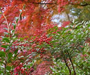 Nandina domowa