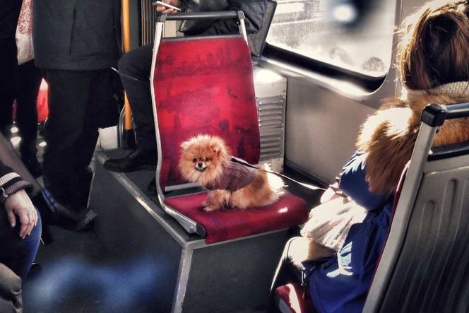 Awantura o psa w tramwaju