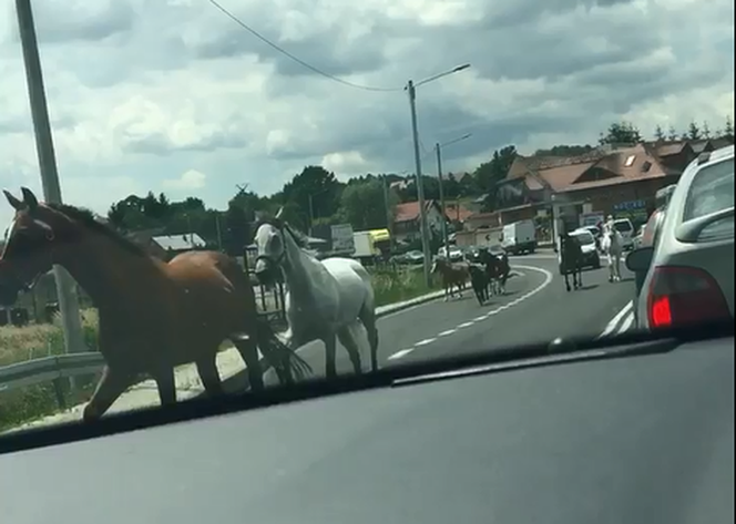 Szaleńczy rajd koni na trasie Kraków-Warszawa