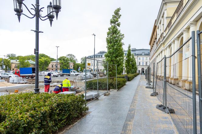Sadzenie zieleni na placu Bankowym w maju 2025 r.