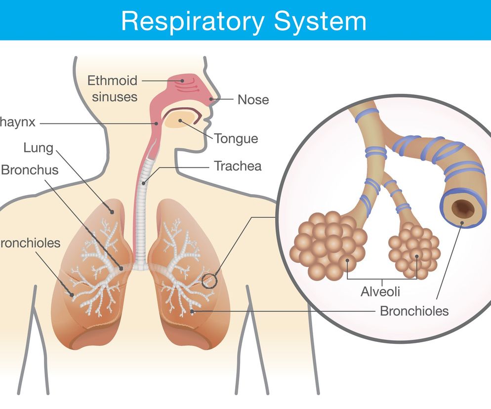 Układ oddechowy człowieka składa się z dróg oddechowych (górnych i dolnych) oraz z płuc.