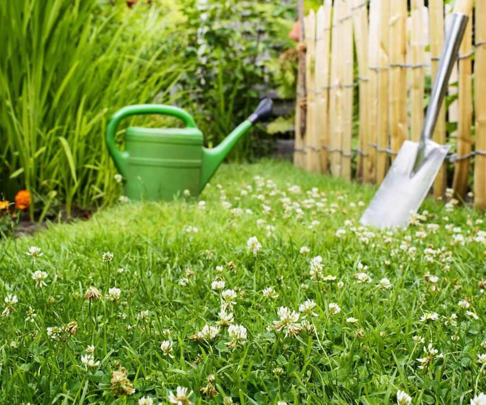 Koniczyna na trawniku