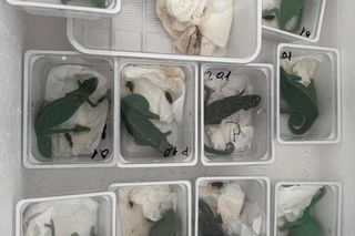 Dziesiątki jaszczurek i węże w mieszkaniu. Do akcji przystąpiła policja