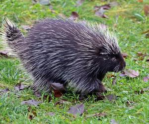 Nowe zwierzęta w gdańskim Ogrodzie Zoologicznym. W ZOO zamieszkały słodkie i przerażające maluchy