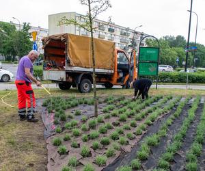 Lawendowe pole w Parku Żeromskiego. To zwycięski projekt z łódzkiego Budżetu Obywatelskiego