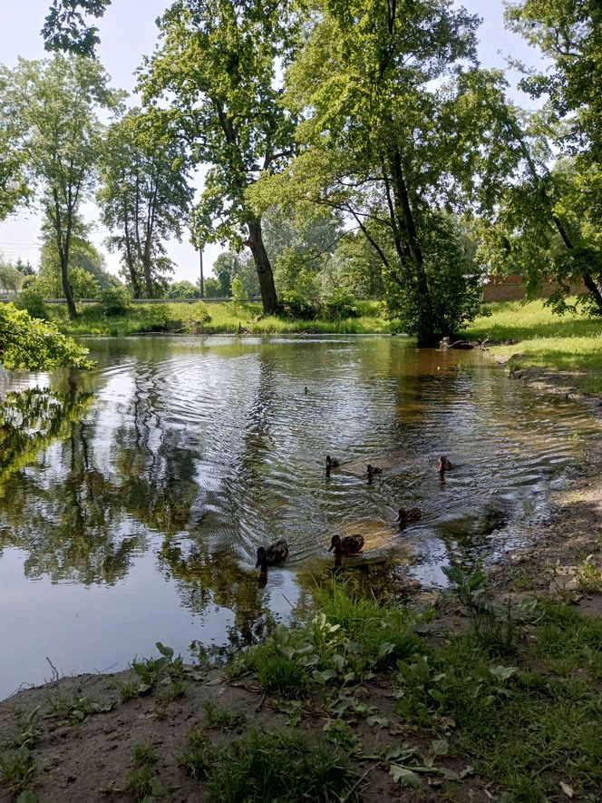 Parki podworskie w powiecie gdańskim