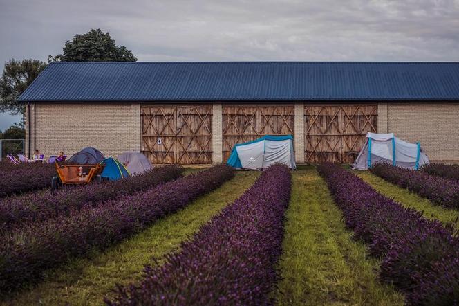 Rozbijanie namiotów na polu lawendy pod Siedlcami będzie można rozpocząć od 18.00 20 lipca