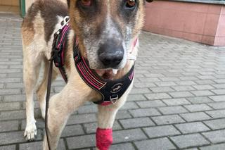 Ktoś poderżnął gardło suczce, a potem porzucił jak śmiecia! Bambi konała w męczarniach [ZDJĘCIA]