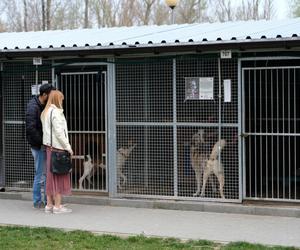 Chaos w schronisku na Paluchu. Wolontariusze skarżą się na dyrekcję do prezydenta