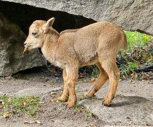 Wyjątkowe narodziny w Śląskim Zoo. Stado zagrożonych arui powiększyło się