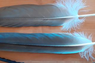 Przesyłka była lekka jak piórko. Zachodniopomorscy celnicy zajrzeli do środka