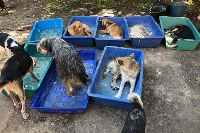 Głodujące zwierzęta z Chersonia pilnie potrzebują ratunku. Ponad 700 psów i kotów nie przetrwa tej wojny bez naszej pomocy zdjęcie otwierające