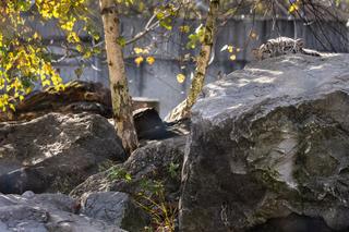 Krakowskie ZOO będzie oszczędzać, ale nie ma zamiaru zamknąć się na mieszkańców