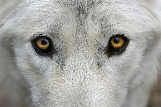 Restauracja Marshal Food wspiera wilki żyjące w polskich lasach
