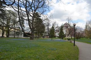 Łódzki dąb Fabrykant walczy o tytuł Europejskiego Drzewa Roku