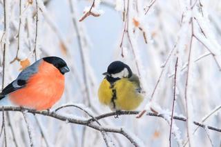 Dokrmianie ptaków zimą