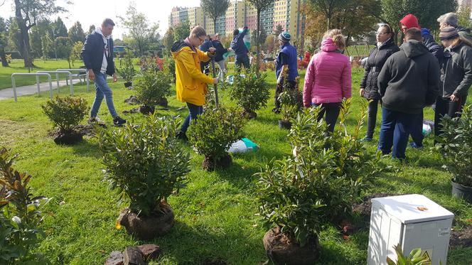Pastwisko dla koni w Sosnowcu