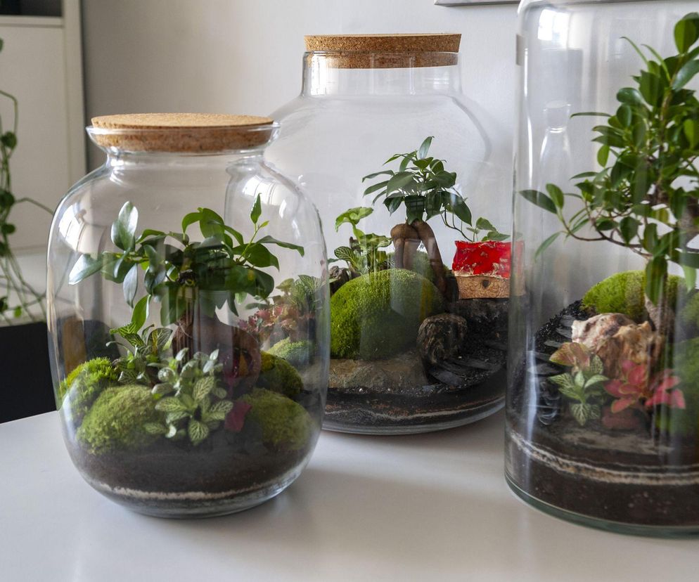 Stwórz zachwycający ogród, który zmieści się w jednym słoiku!