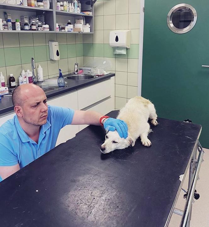 Pies z otwartą raną w lecznicy ADA w Przemyślu