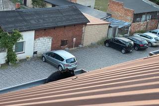 Mały kotek był uwięziony w rynnie na dachu! Na miejsce wezwano strażaków [ZDJĘCIA]