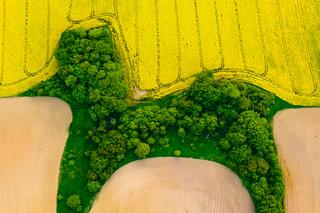 Pudelek w polu rzepaku