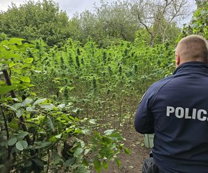Prawie 40 kilogramów narkotyków i dwie duże plantacje. Dwaj zatrzymani w Starachowicach i gminie Brody
