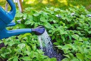 Podlewanie i nawożenie roślin w ogrodzie - podstawowe zasady