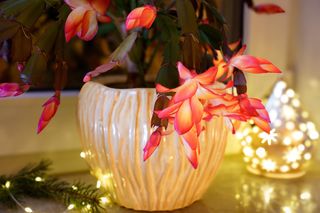 Grudnik - kwiat na Boże Narodzenie