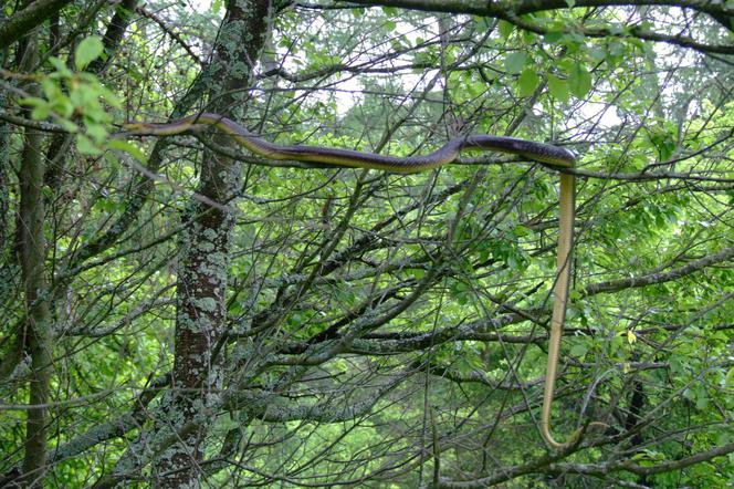 Eskulap: Jedyny polski wąż, który wspina się po drzewach