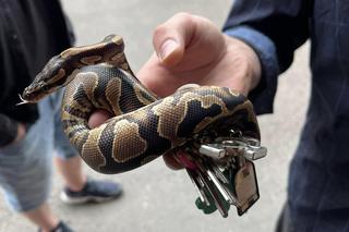 Ciekawski pyton królewski „Edek” wpadł w tarapaty. Na pomoc ruszyli strażacy z Lublina