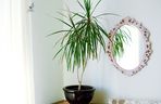Dracena obrzeżona