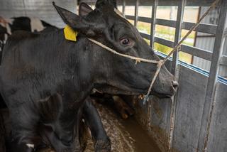 Krowy były przewożone w katastrofalnych warunkach 