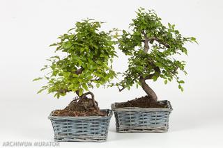 Bonsai: karłowe drzewa w mieszkaniu