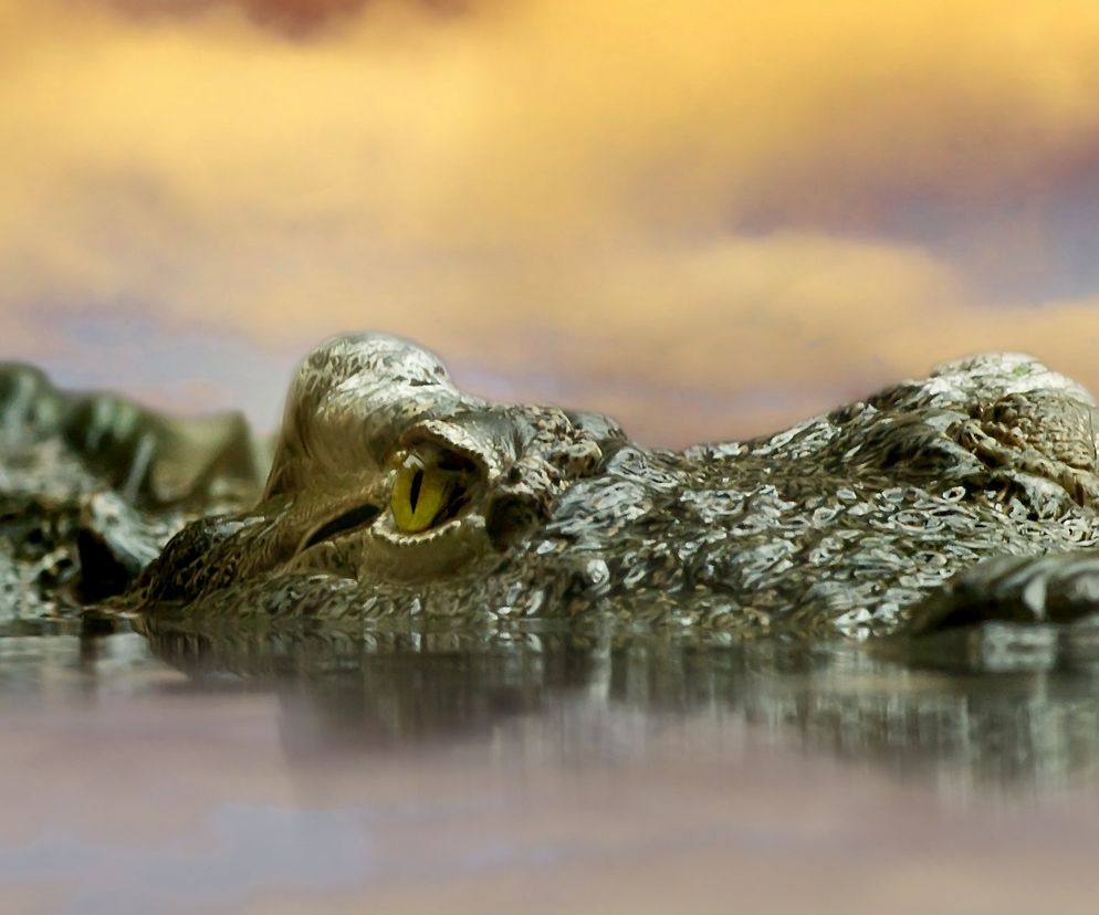 ALIGATOR przy Odrze we Wrocławiu! Egzotyczne zwierzę ZASKOCZYŁO spacerowiczów