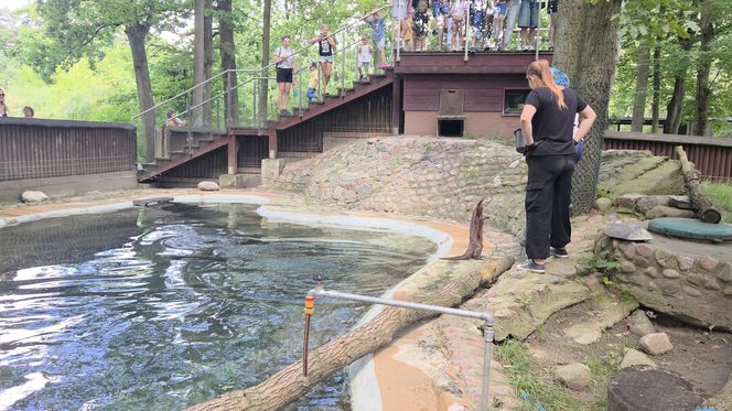 Pokazowe karmienie w myślęcińskim zoo to prawdziwy hit! Sprawdziliśmy to na miejscu