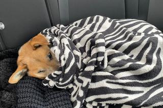 Policjanci znaleźli potrąconego psa Lesia