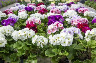 Pierwiosnek kubkowaty