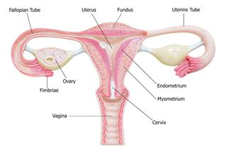 Atonia macicy: przyczyny, objawy, leczenie
