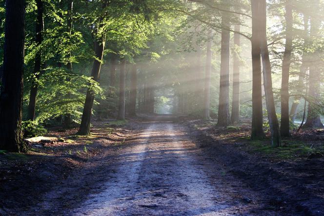 3 stopień zagrożenia pożarowego w lasach 