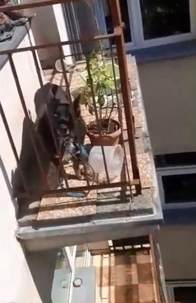 Pies gotował się na balkonie