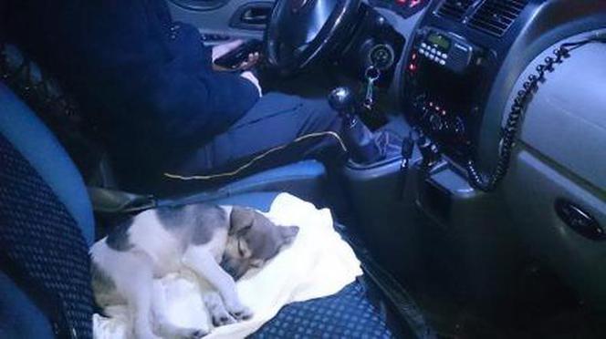 Interwencje Eko Patrolu w Warszawie