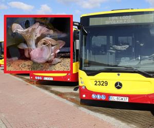 Takiego widoku nikt się nie spodziewał. Czy w autobusie łódzkiego MPK wyrosły grzyby?